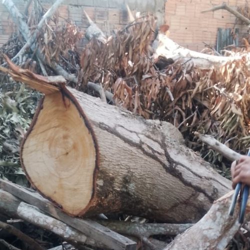 Trabalhador morre após ser atingido por árvore na Zona Leste de Manaus