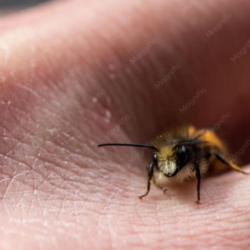Ataque a garota acende alerta para perigo de picadas de abelhas. Você sabe o que deve fazer?