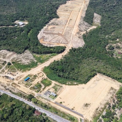 Árvores ajudam a enfrentar as altas temperaturas do Verão Amazônico