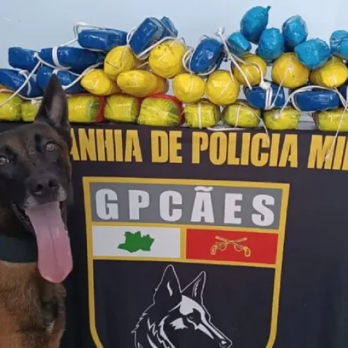 Cão farejador Hulk encontra mais de 21 quilos de drogas escondidos em embarcação no Amazonas