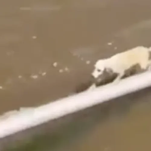 Cadela é resgatada à deriva no Rio Amazonas durante viagem para o Festival