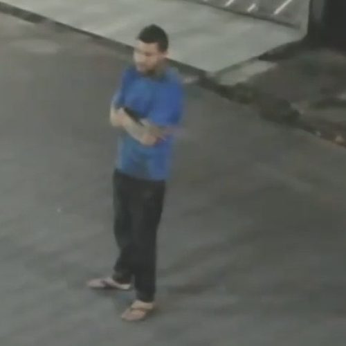 Polícia procura dono de pitbull suspeito de maus-tratos após ataque que matou gato em Manaus