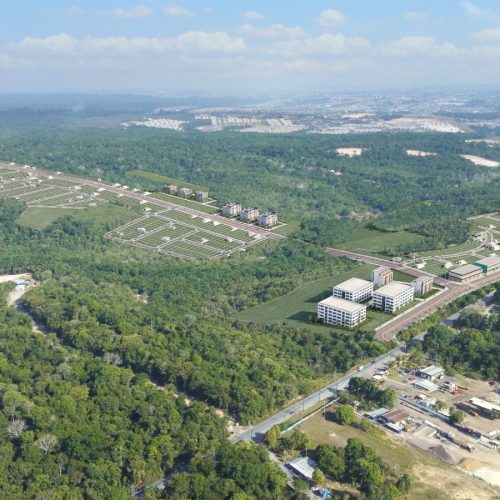 Dia da Árvore: arborização reduz calor e aumenta umidade do ar em Manaus
